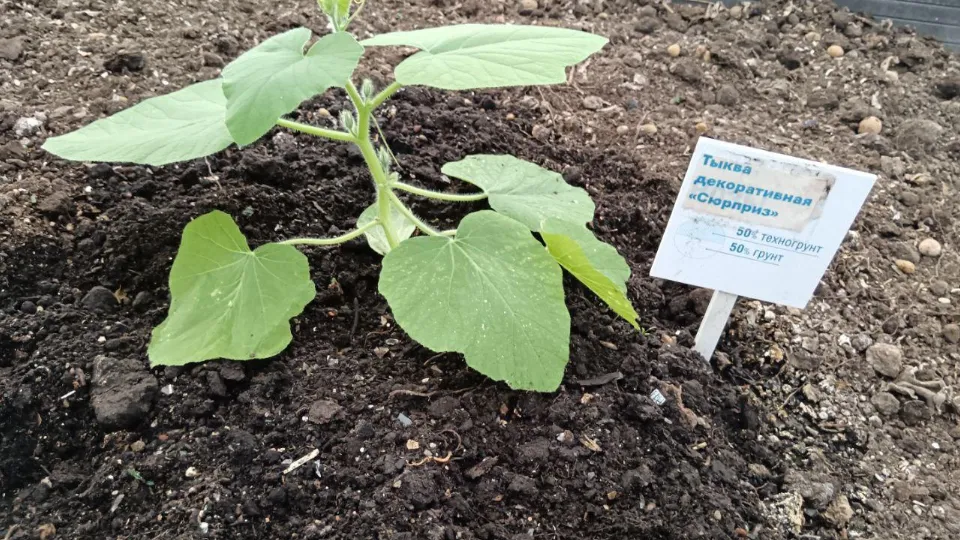 Фото: Министерство по содержанию территорий и государственному жилищному надзору МО