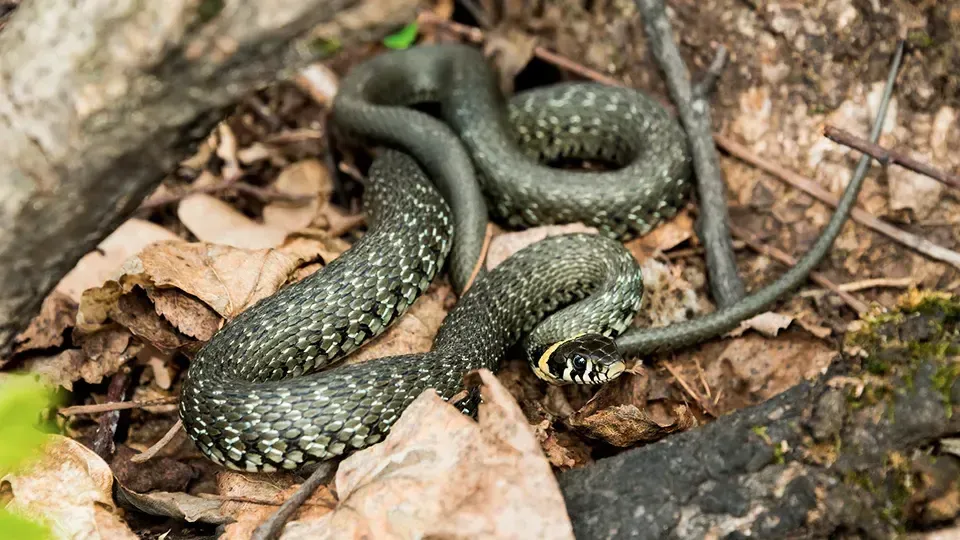 istockphoto.com/sasha_shukin