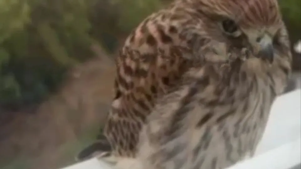 Фото: t.me/moscowtop