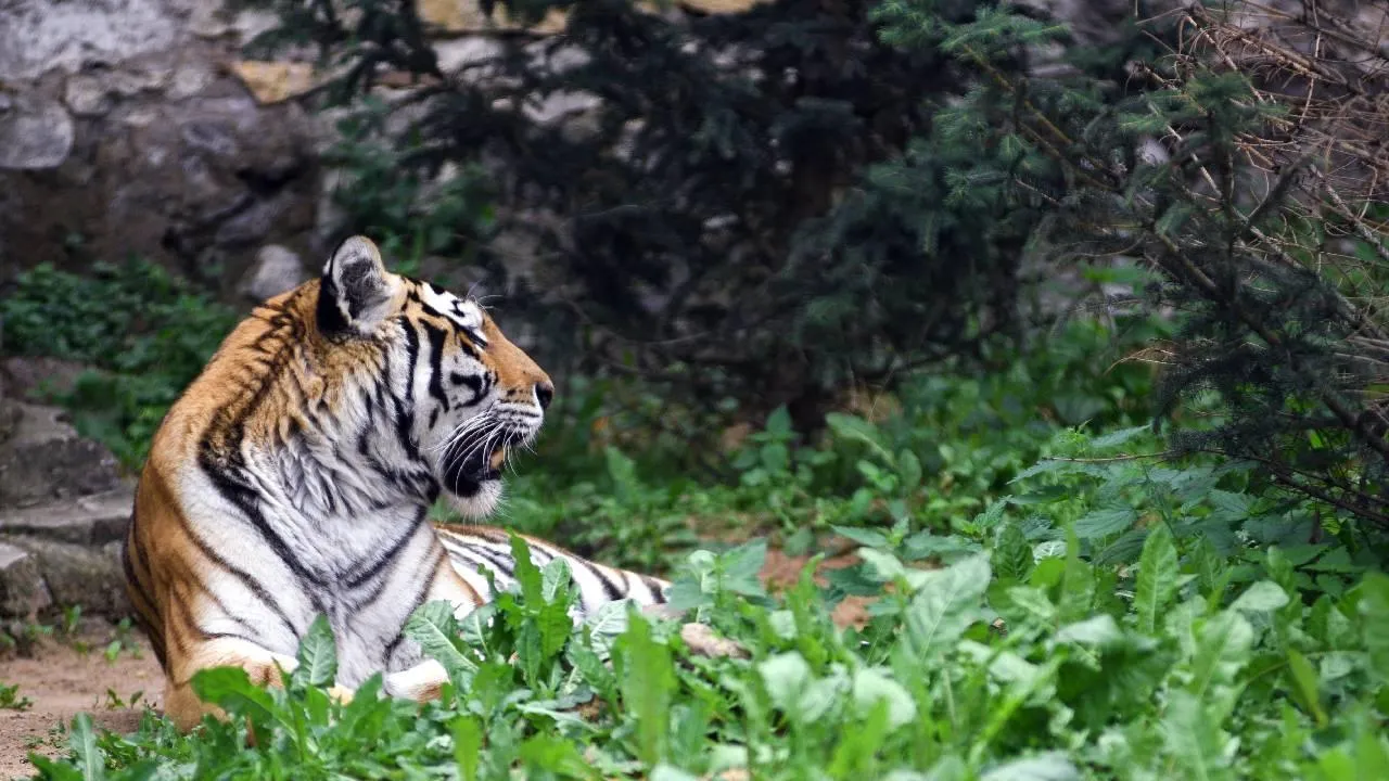 Сотрудники пермского зоопарка перед переездом проводят для хищников тренинги
