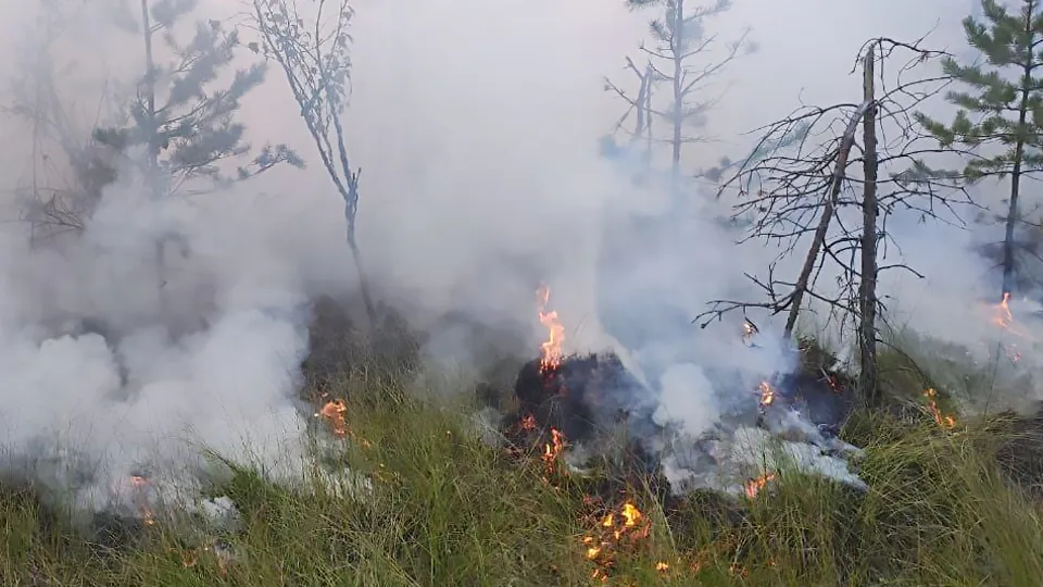 Фото: Комитет лесного хозяйства Московской области