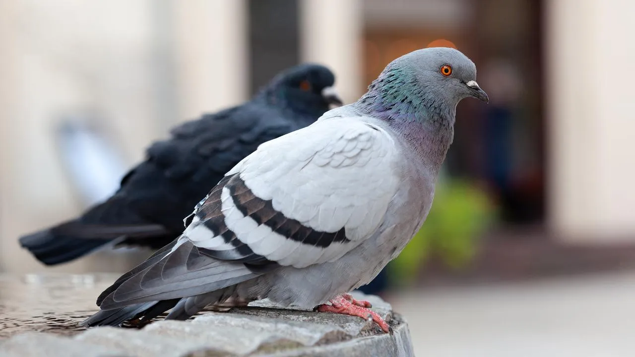 istockphoto.com/Tomasz Śmigla