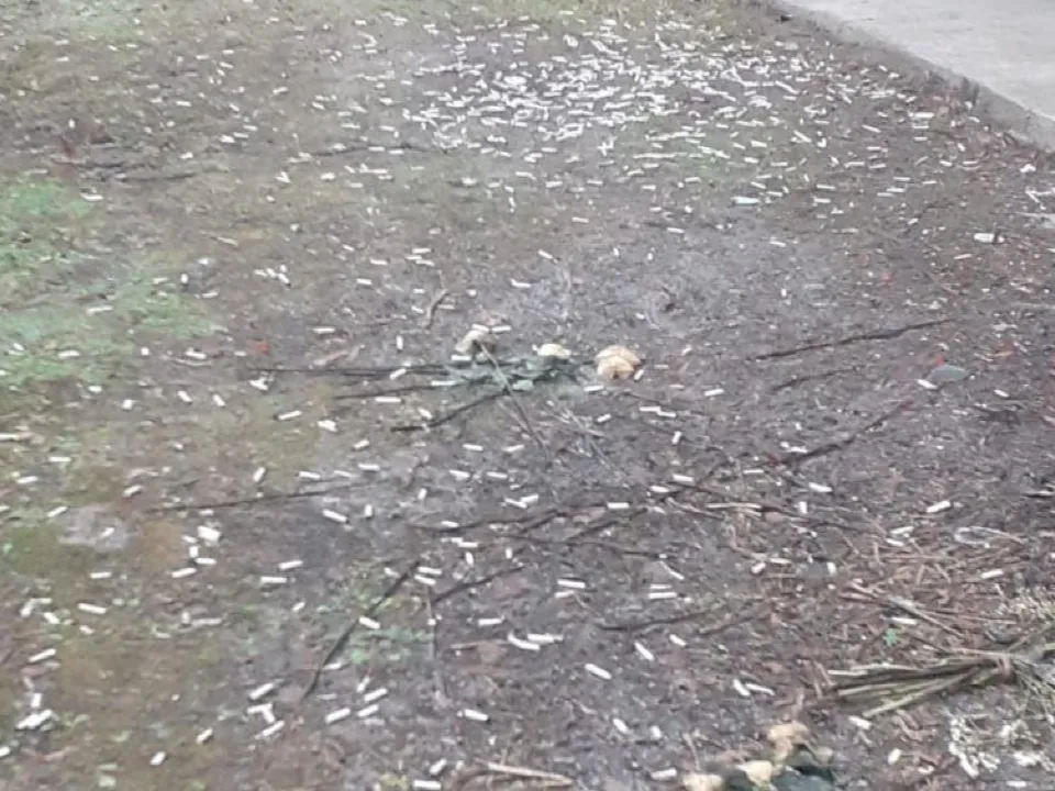 Фото: пресс-служба администрации г. о. Черноголовка<br>