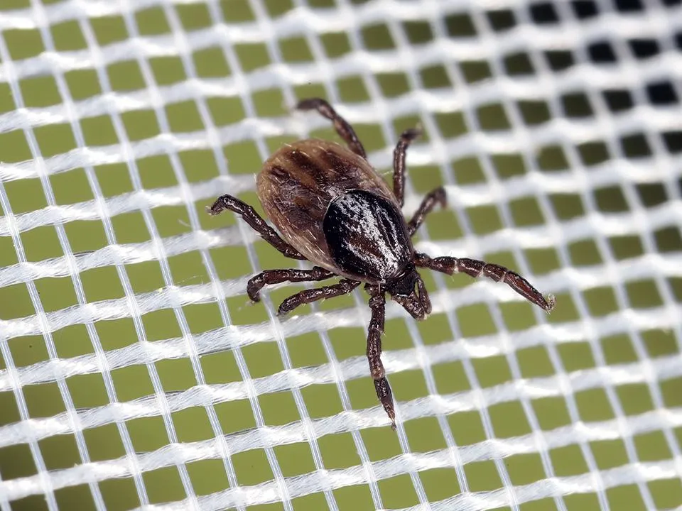 Попадают в дом вместе с елкой и заражают боррелиозом: в Подмосковье из-за теплой погоды активизировались клещи