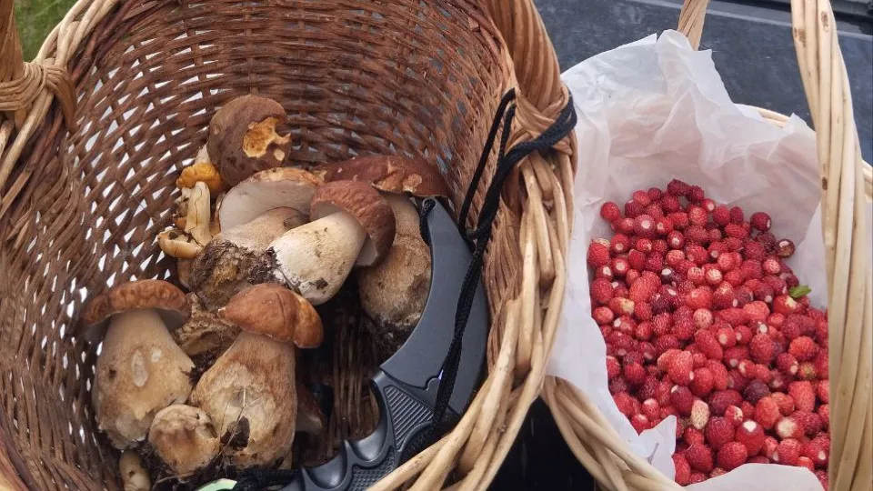 Фото: t.me/gribanutie