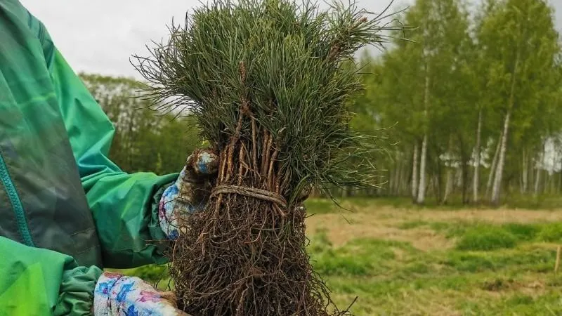 Министерство благоустройства МО