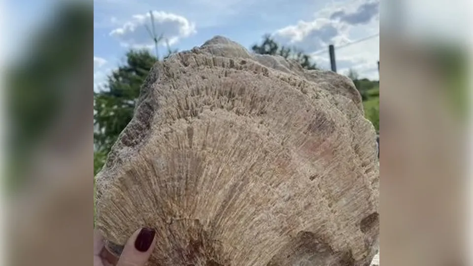 Фото: городская доска объявлений