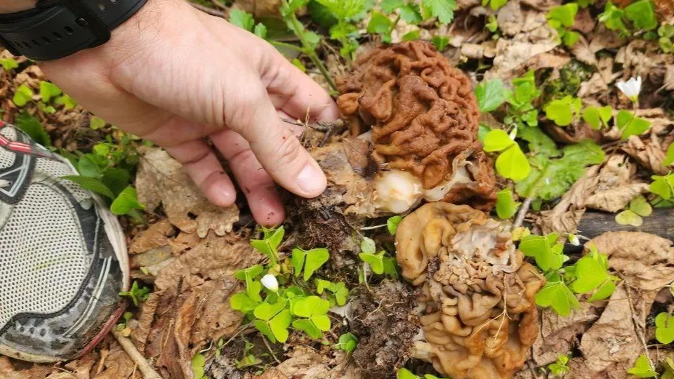 Фото:Мосин В.В.