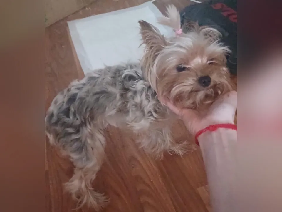 Подменная Алиса