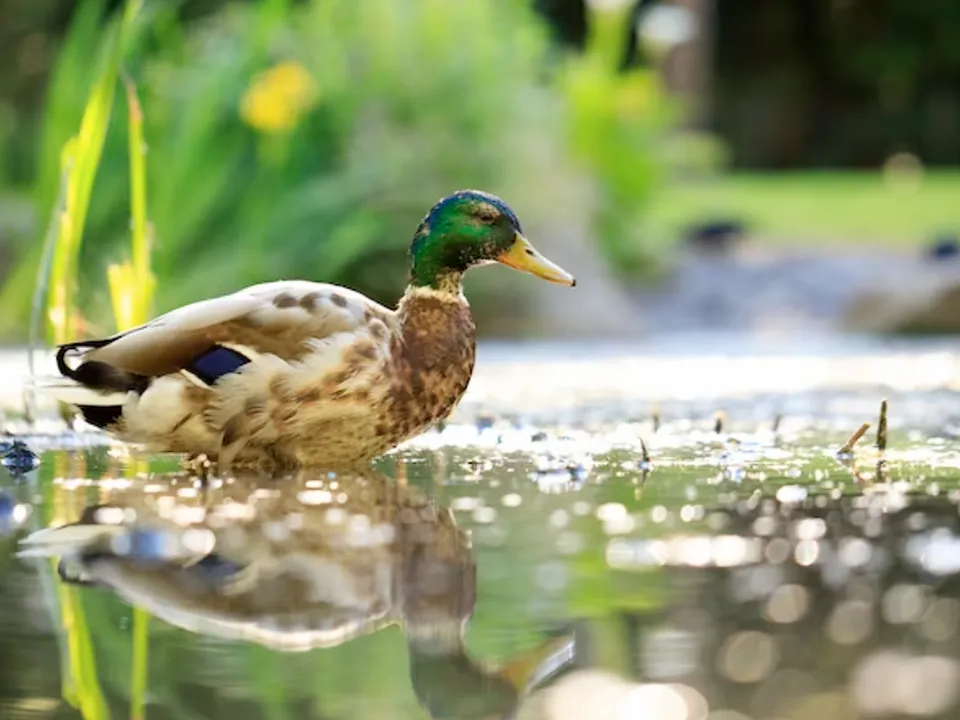 «Начался ужас»: жители Долгопрудного бьют тревогу из-за массовой гибели уток