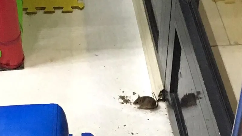 Проникшая в детскую зону ресторана в Дмитрове крыса попала на камеру 