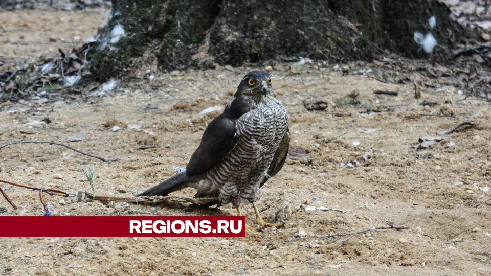 Фото: REGIONS/Юлия Алабина