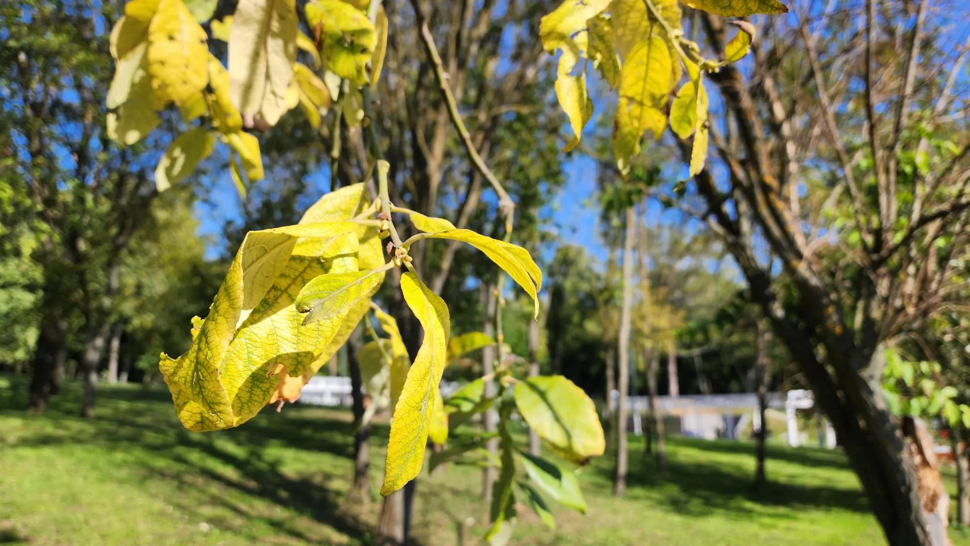 Светлана Плотникова