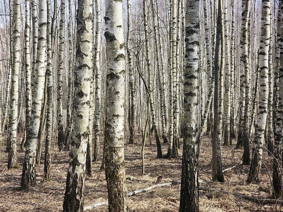 Фото: REGIONS/Мария Панина