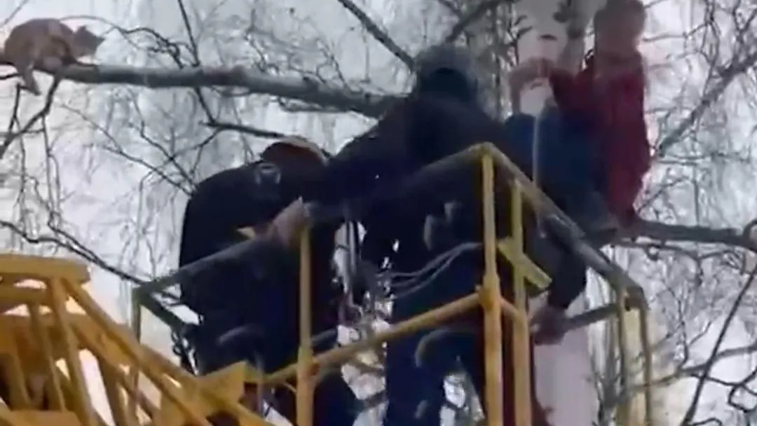 Жительница подмосковного Щелково полезла спасать котика и застряла на березе