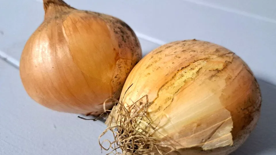 Фото: REGIONS/Татьяна Замятина