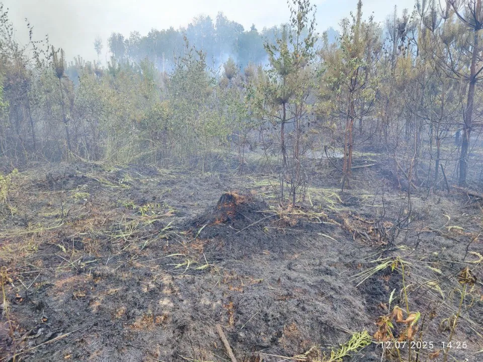 Фото: Комитет лесного хозяйства МО