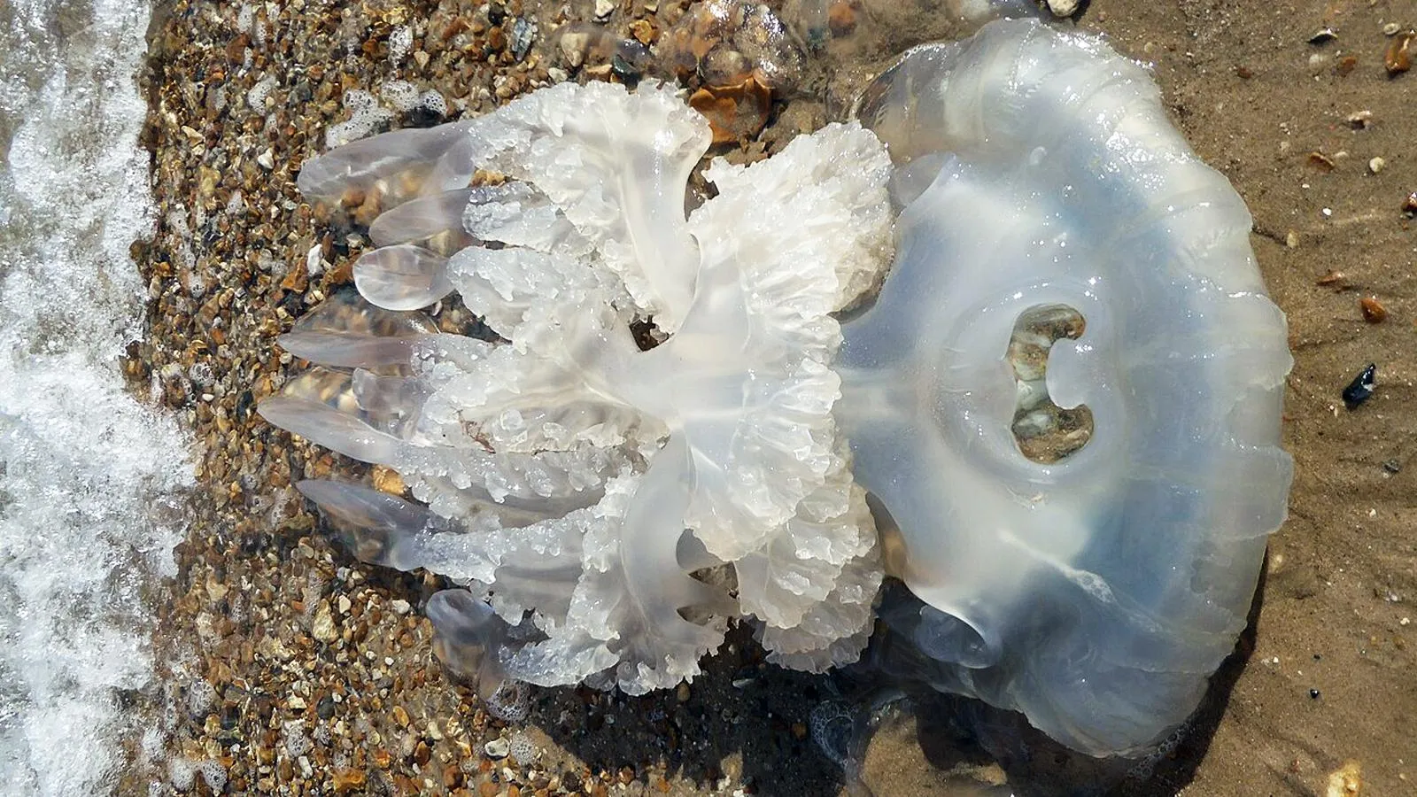 Выброшенная на берег медуза Rhizostoma pulmo