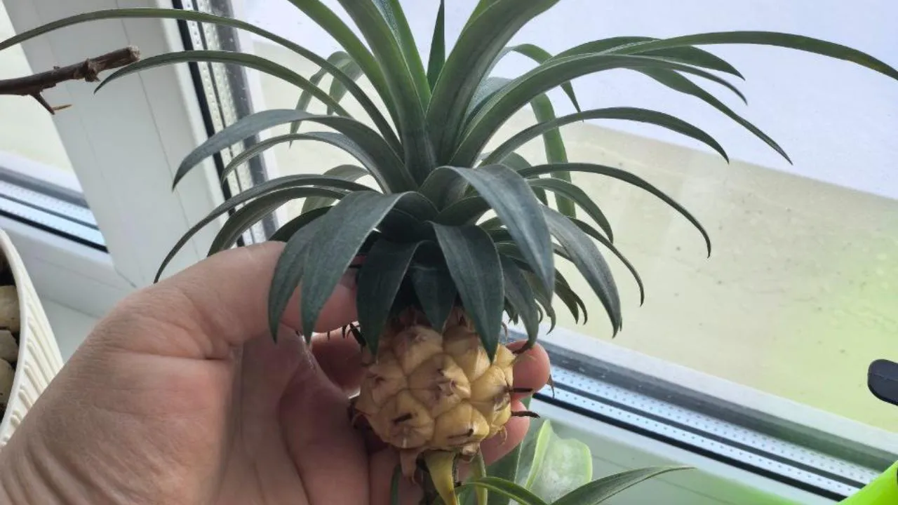 из личного архива Гульнары Ломакиной