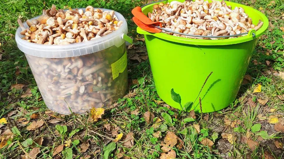 Фото: REGIONS/Татьяна Кордюкова