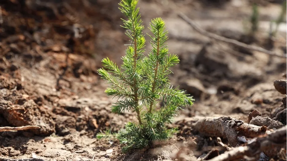 Фото: пресс-служба администрации г.о. Химки
