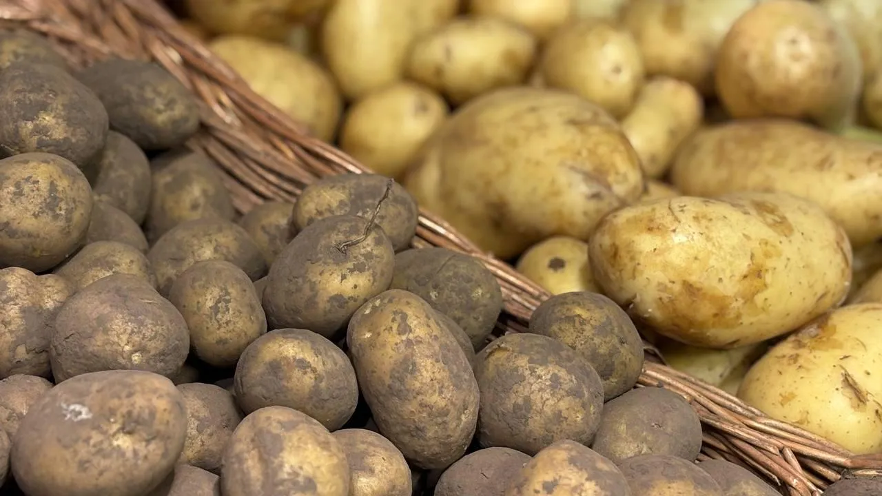 REGIONS/Полина Крачун