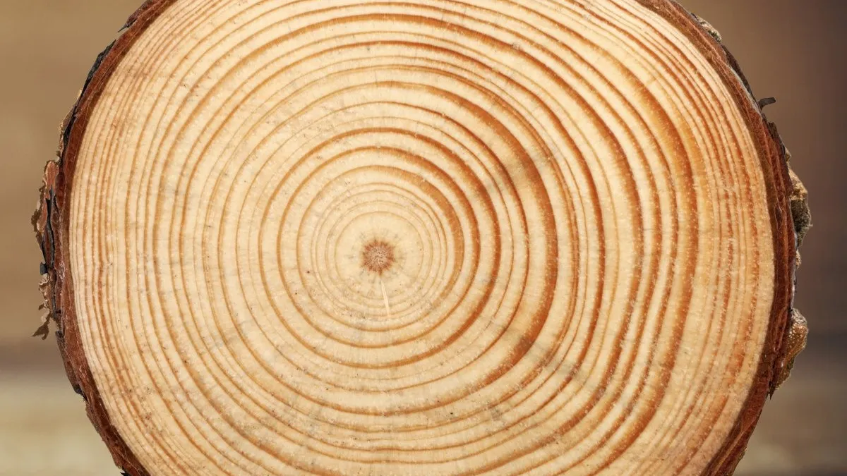 Фото: unsplash.com