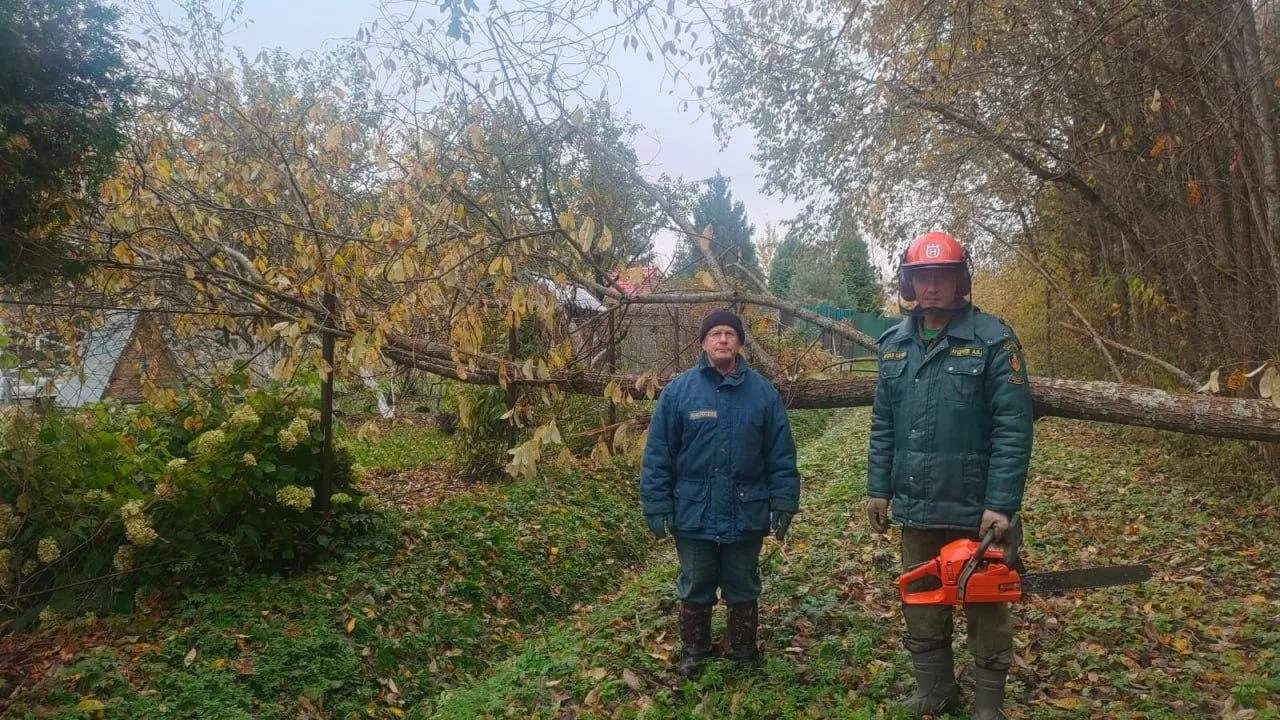 Комитет лесного хозяйства Московской области