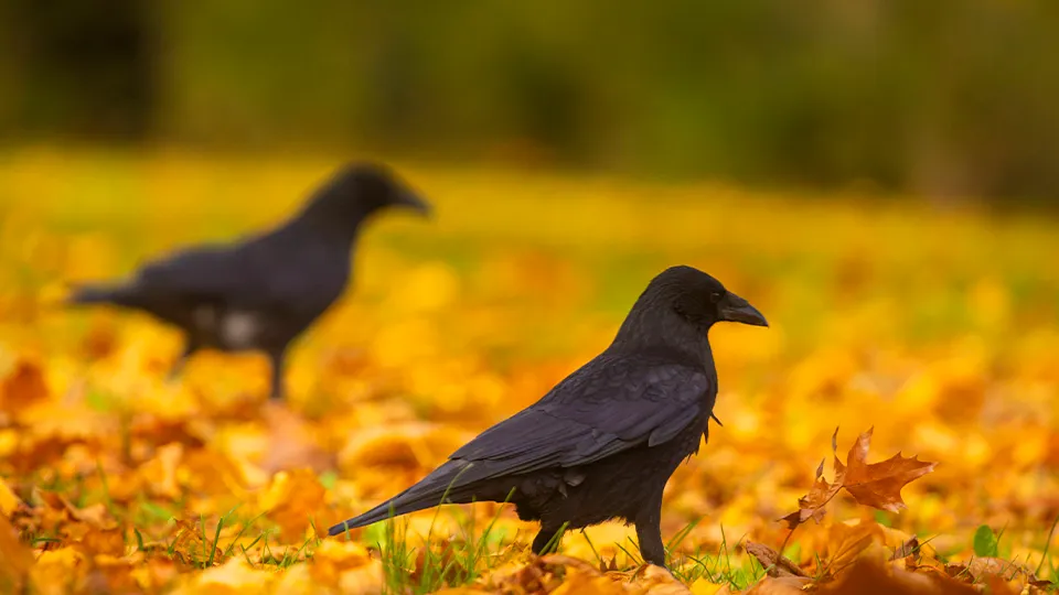 Фото: TASS/IMAGO/Sylvio Dittrich