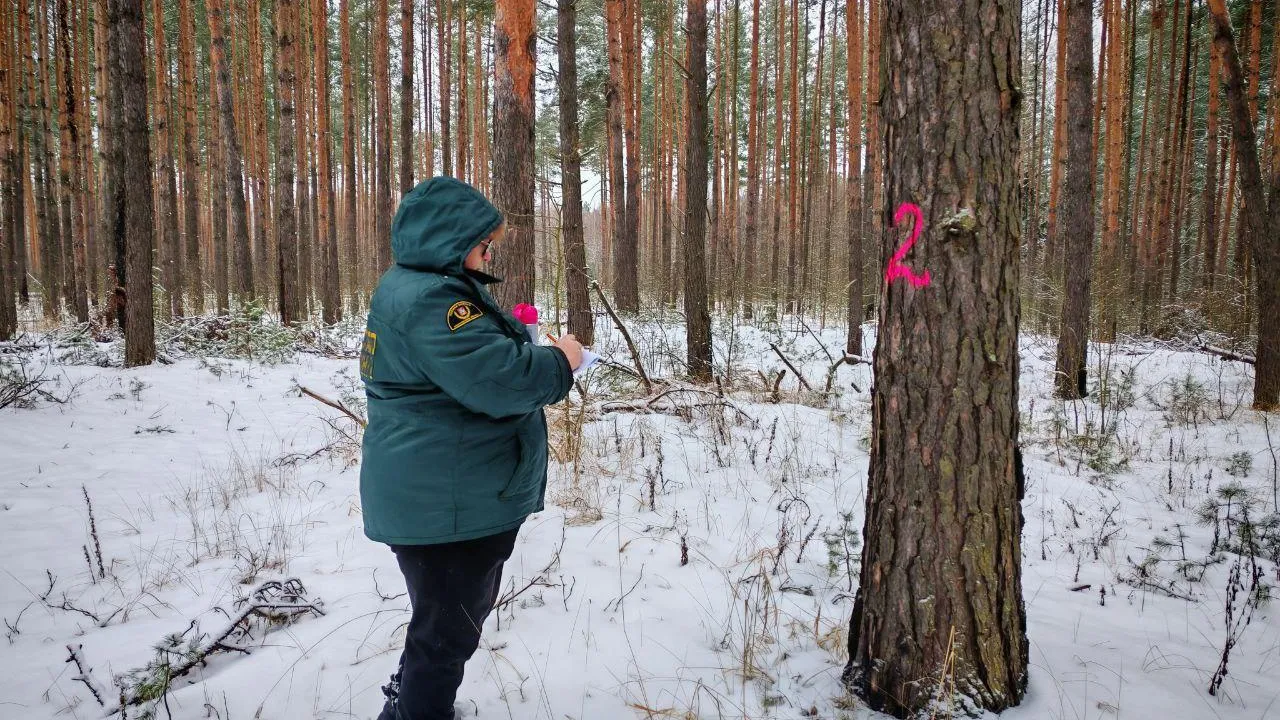 Фото: Комитет лесного хозяйства МО