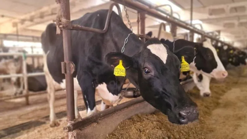 Пресс-служба администрации городского округа Воскресенск