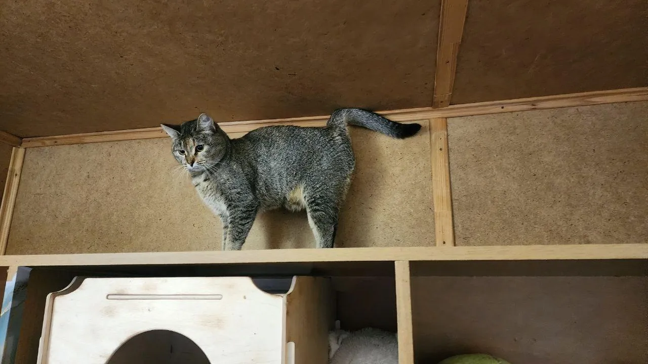 Фото: МедиаБанк Подмосковья/Ирина Кузова