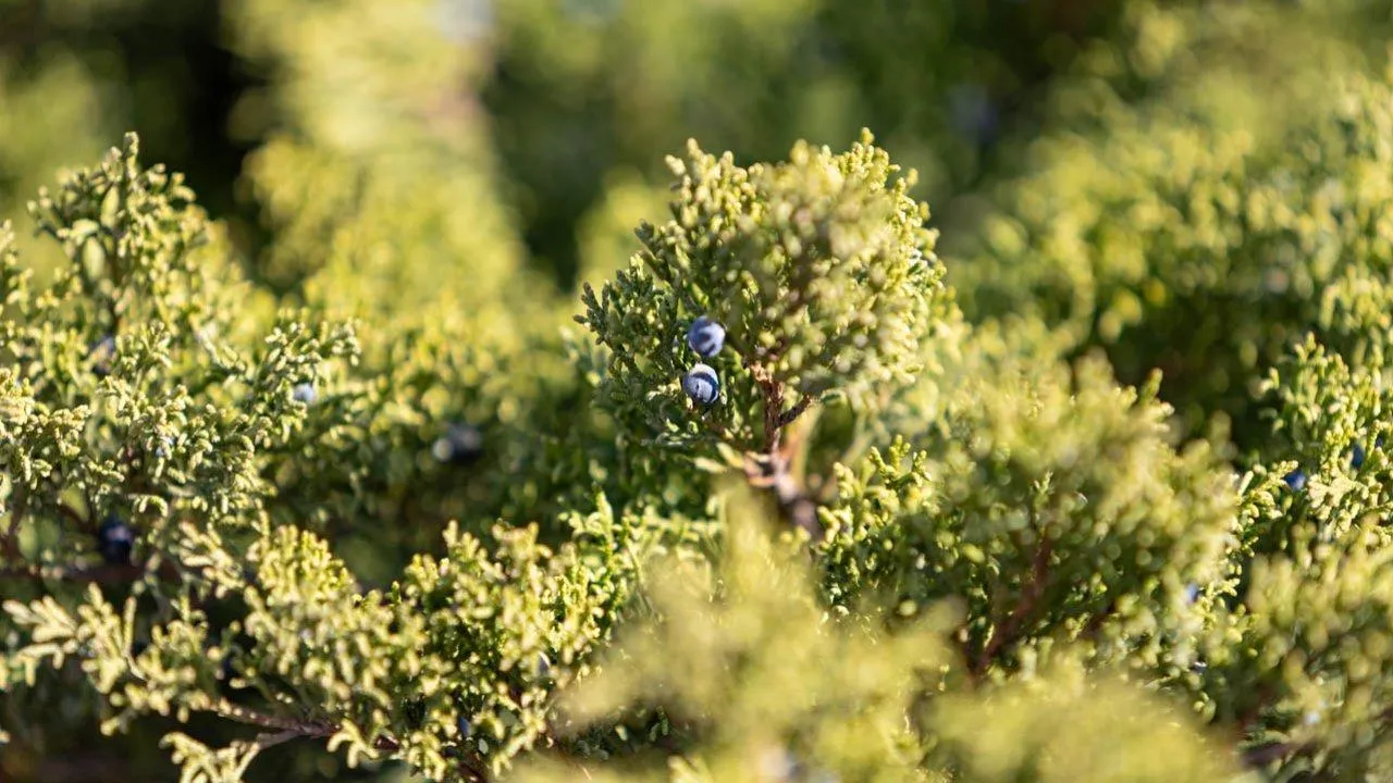 REGIONS/Роман Малышенко