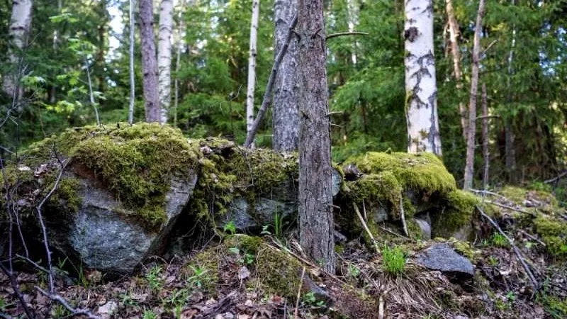 Мертвую девушку нашли в подмосковном лесу