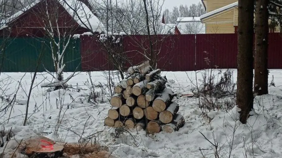 Фото: Волоколамское лесничество