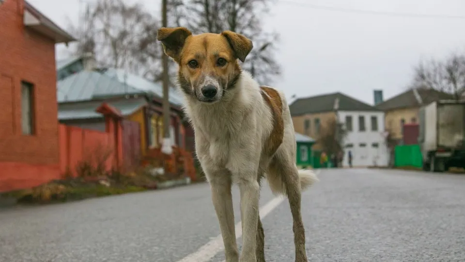 Фото: медиасток.рф