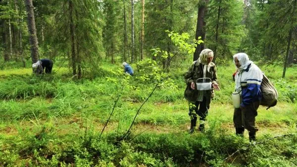 Две бабушки с маленькими внучками чуть не замерзли в лесу под Серпуховом