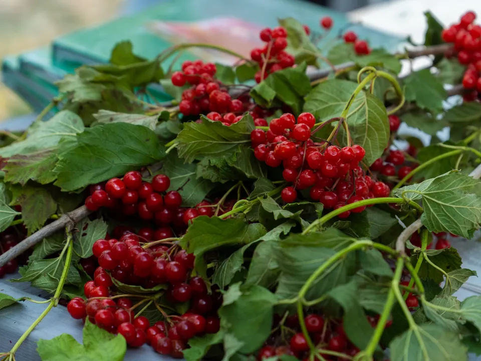 Фото: REGIONS/Наталия Надточая