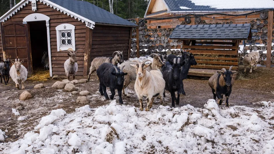 Фото: медиасток.рф