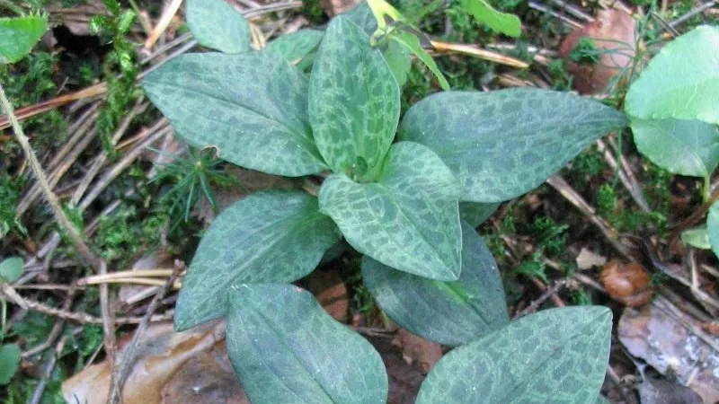 Фото П. Воеводина