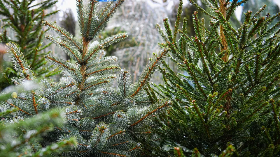 Фото: пресс-служба администрации г.о. Химки