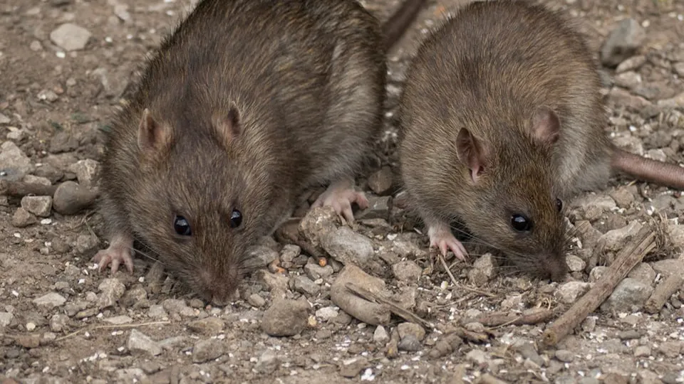 Фото: istockphoto.com/Victorburnside