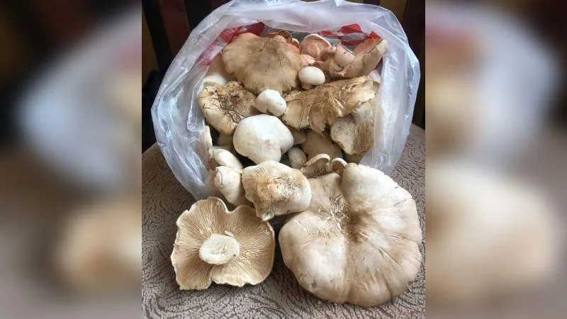 Подслушано Дубна / ВКонтакте