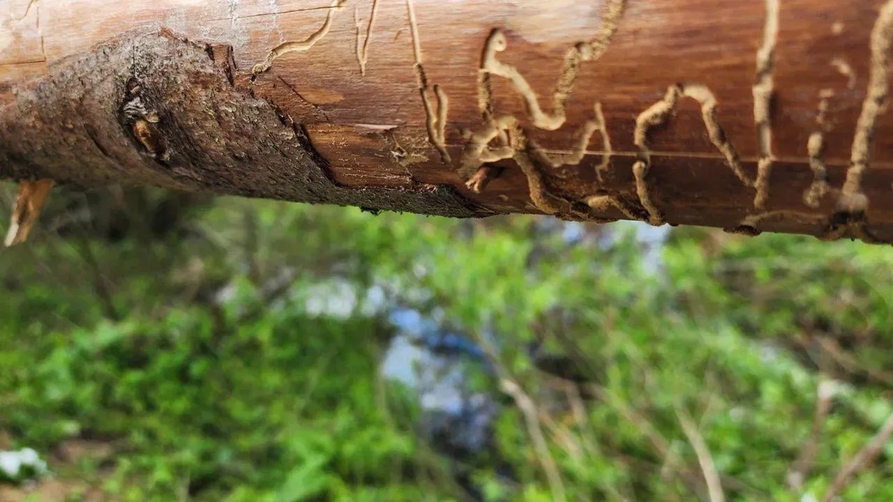 REGIONS/Наталья Надточая