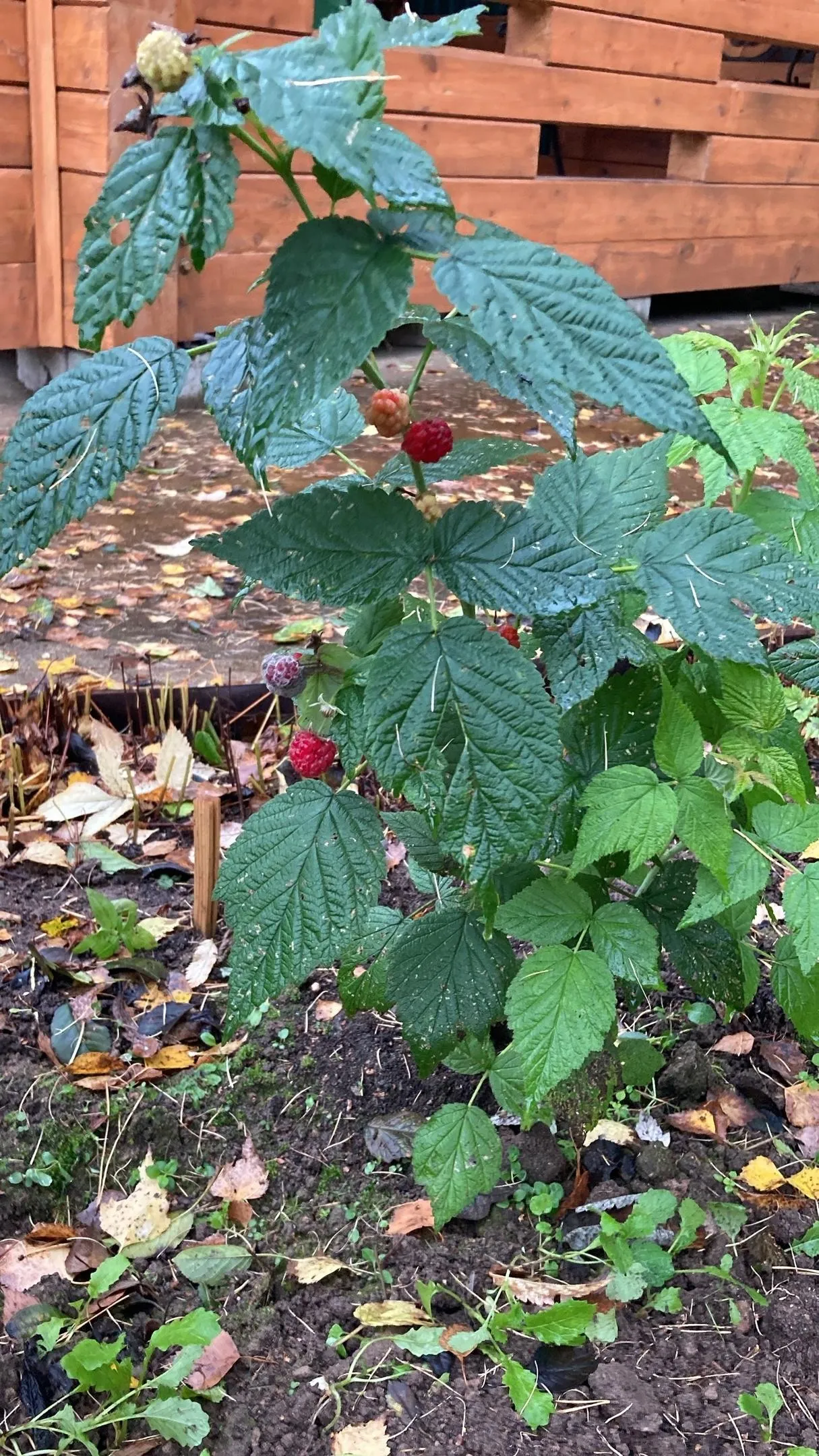 Фото: Подслушано | Дедовск / ВКонтакте