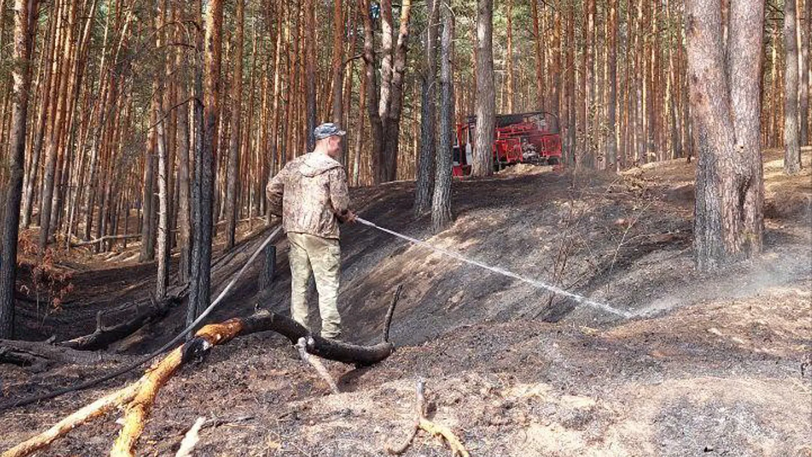 Фото: Комитет лесного хозяйства МО