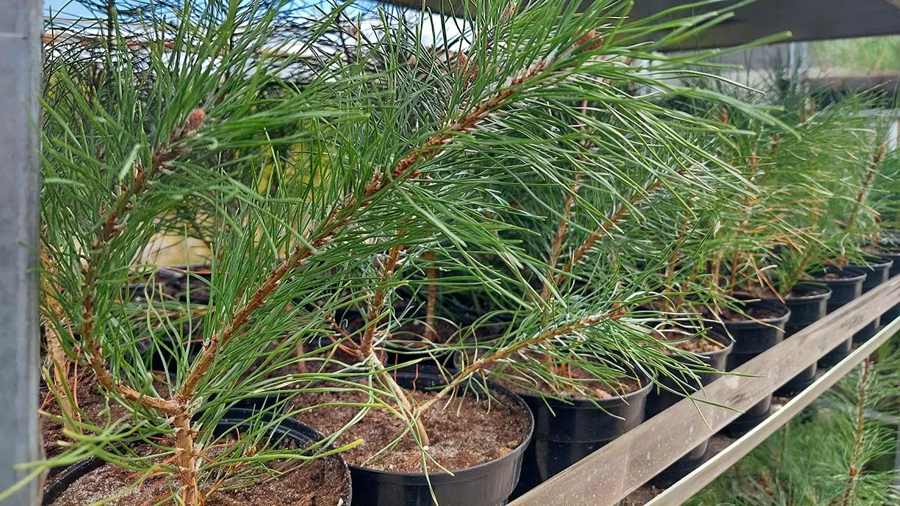 МедиаБанк Подмосковья/Светлана Плотникова