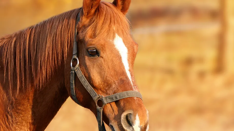 Фото: pxhere.com