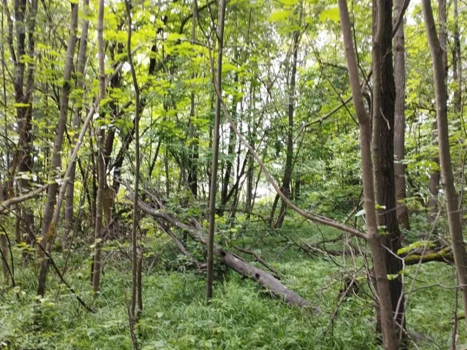 Фото: Комитет лесного хозяйства Московской области