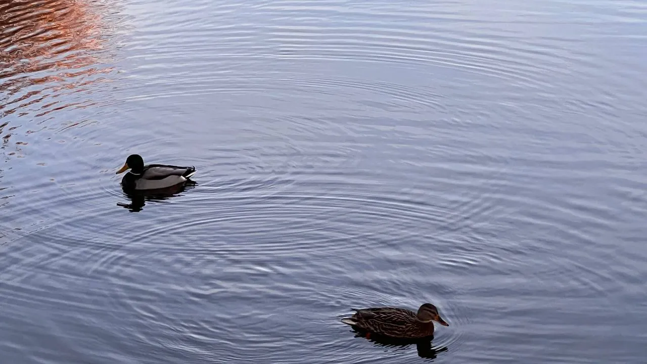 Фото: REGIONS/Елена Фурман